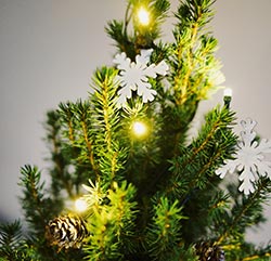 Real Xmas Trees For Sale In Ramsey near Peterborough & Huntingdon for Christmas 2019